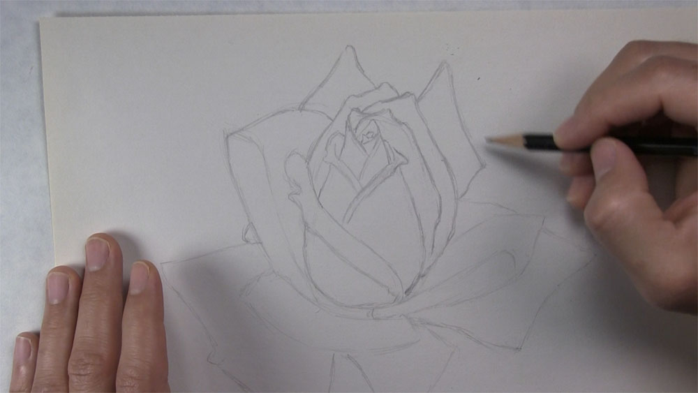 complete the outline for the outer petals - step 3