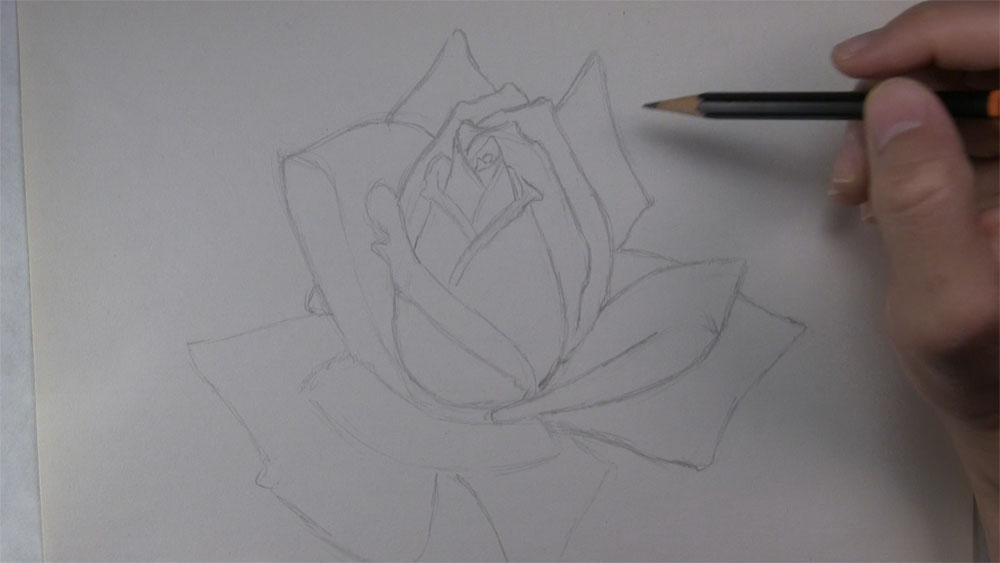 complete the outline for the outer petals - step 1
