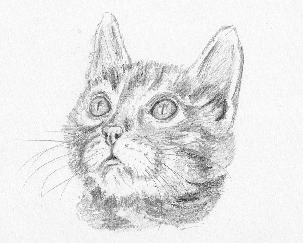 how to draw a kitten face