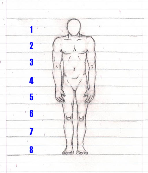 body proportions with 8 head tall