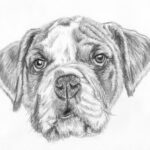 how to draw a dog face final result
