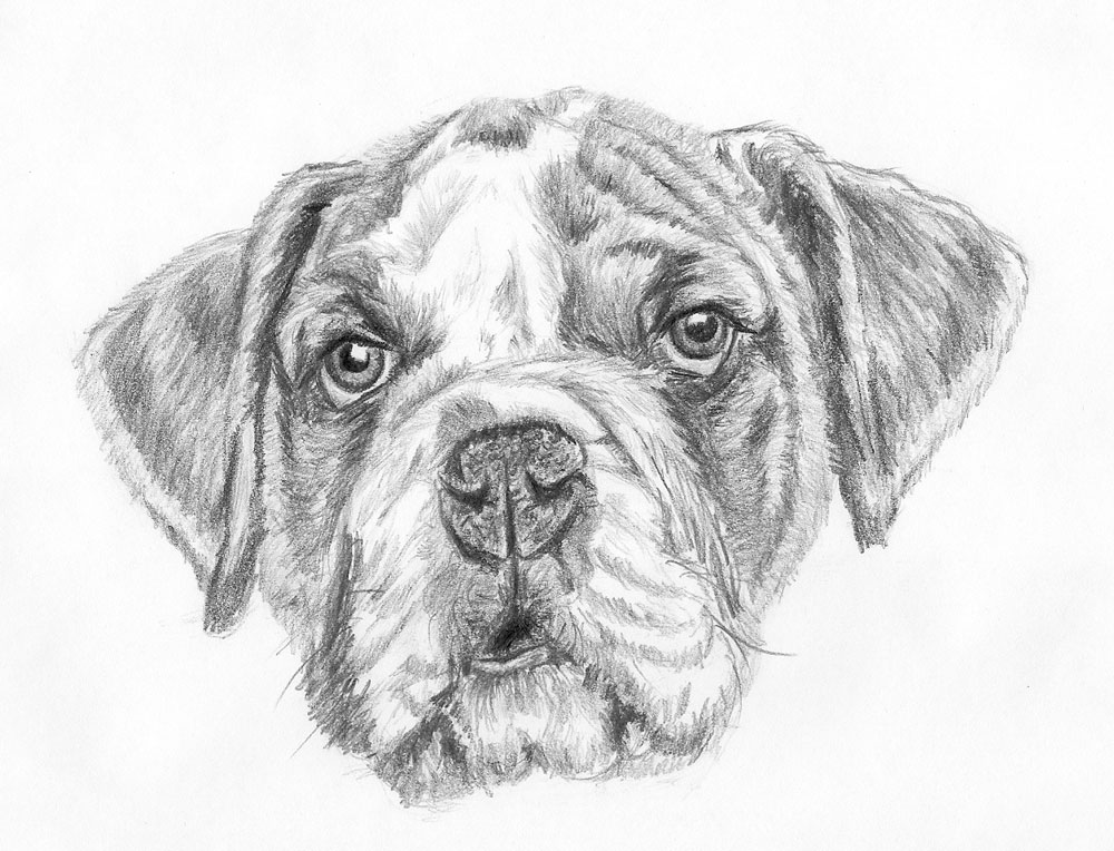 how to draw a dog face final result