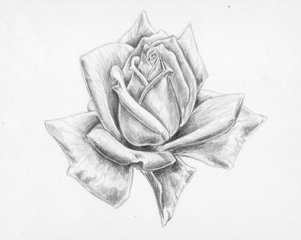 Cartoon Rose Drawing - How To Draw A Cartoon Rose Step By Step