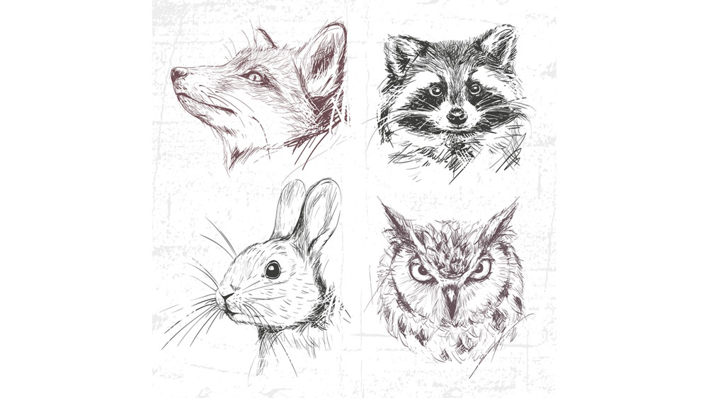 Drawing Animals Is As Easy As Putting Together a Puzzle - Let's Draw Today