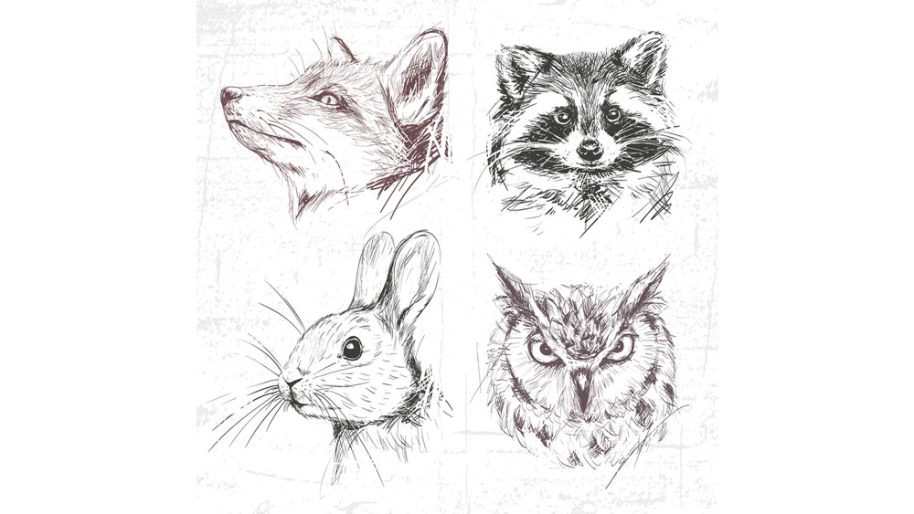 24 Animal Drawings  Free PSD AI Vector EPS Format Download