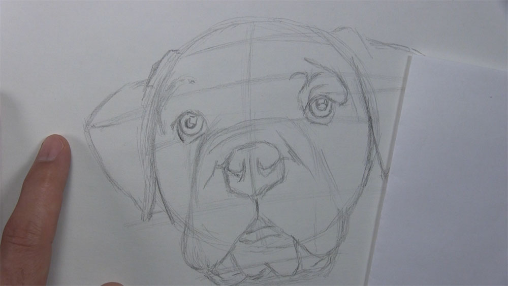 draw the dog's left brow