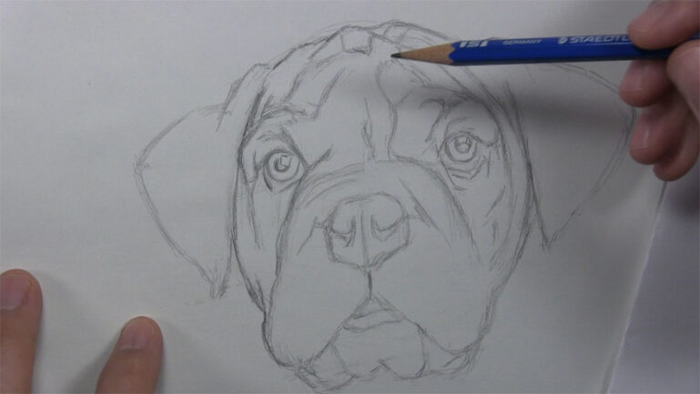 How to Draw a Dog Face with Realistic Features - Let's Draw Today