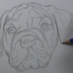 draw the dog face outline