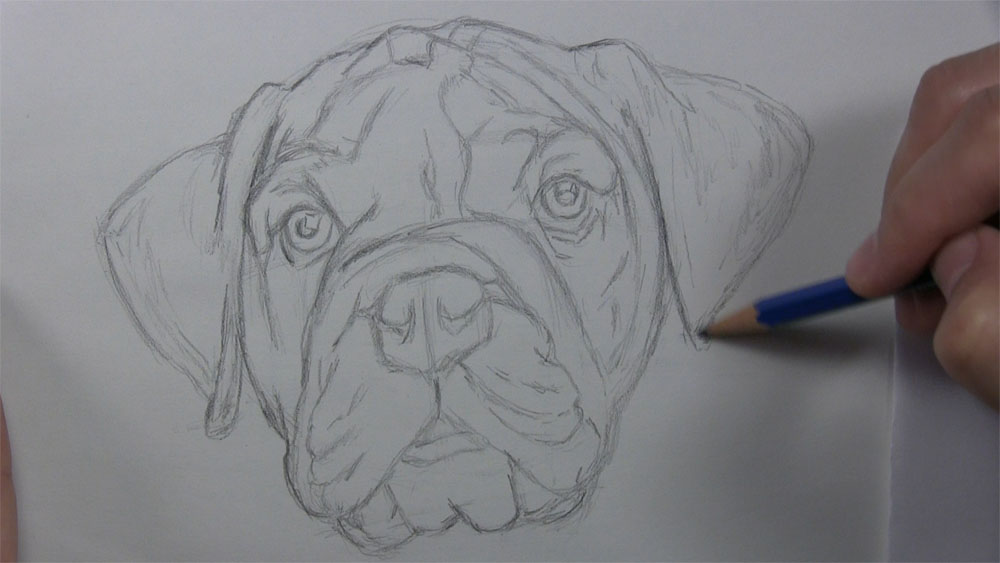 draw the dog face outline