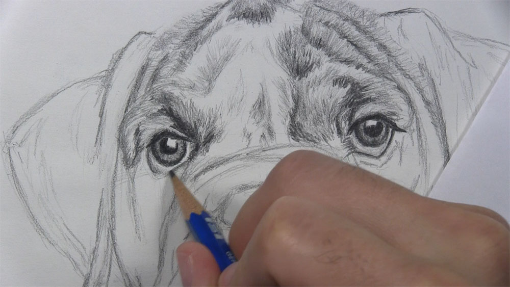 draw the eyeballs of the dog face