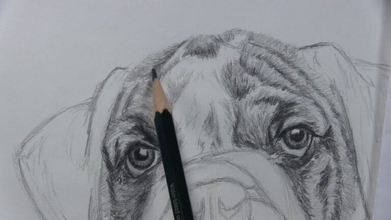 How to Draw a Dog Face with Realistic Features - Let's Draw Today