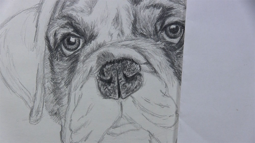 draw the nose of the dog face