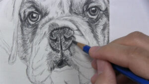 How to Draw a Dog Face with Realistic Features - Let's Draw Today