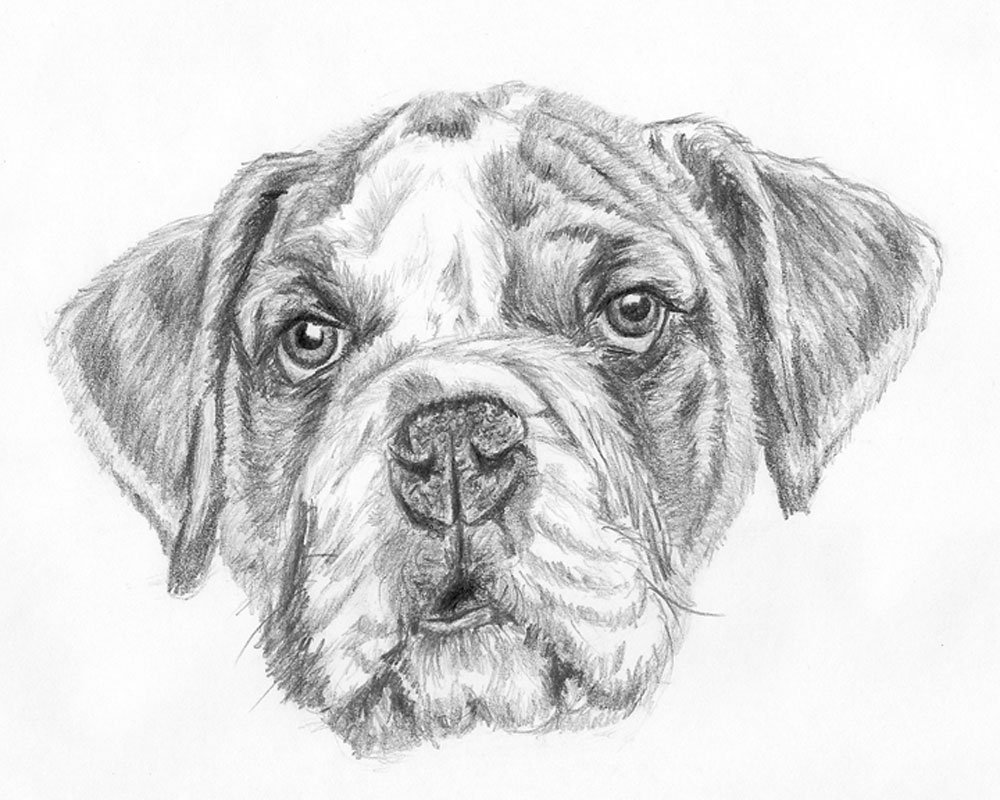 easy to draw realistic dogs