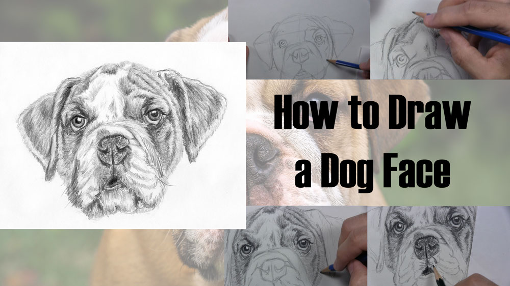 How to Draw a Dog Face with Realistic Features Let's