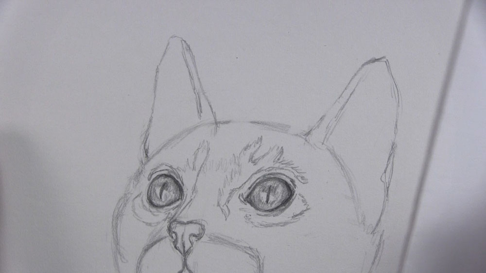 draw details around kitten ears