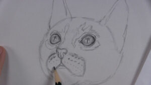 How to Draw a Kitten Face Step by Step - Let's Draw Today