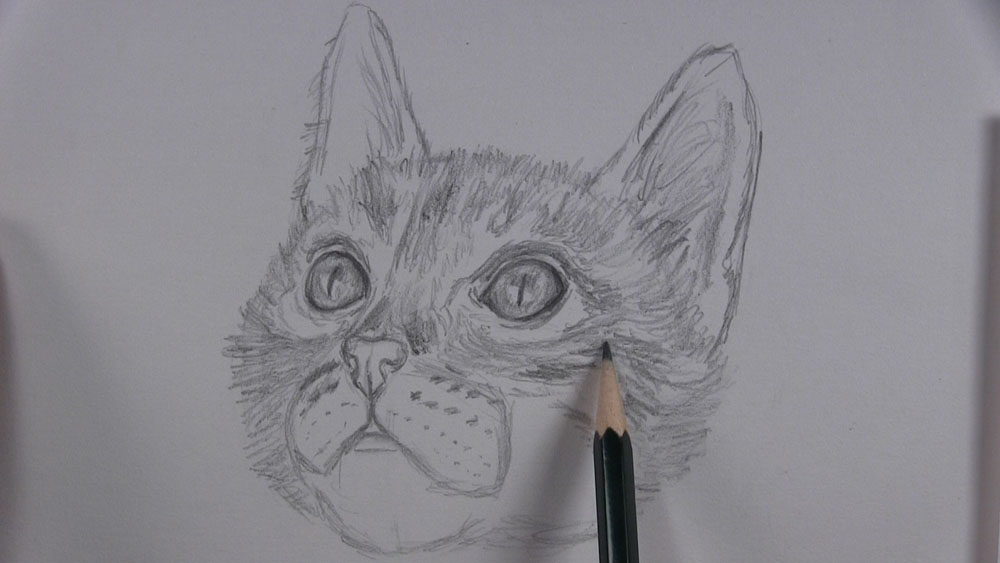 draw fur around the kitten eyes