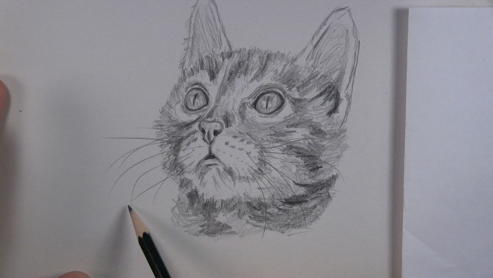 draw whiskers on the kitten face