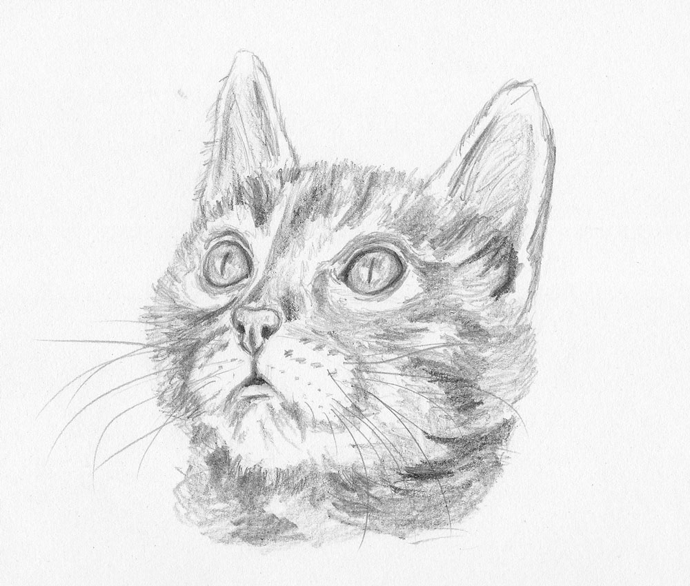 how to draw a kitten face final scan