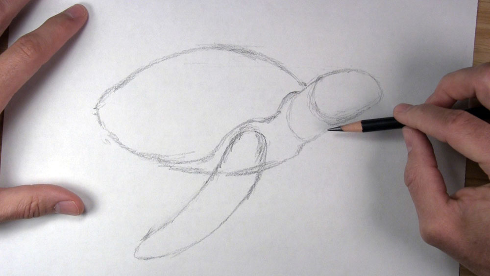 draw the sea turtle's front flipper