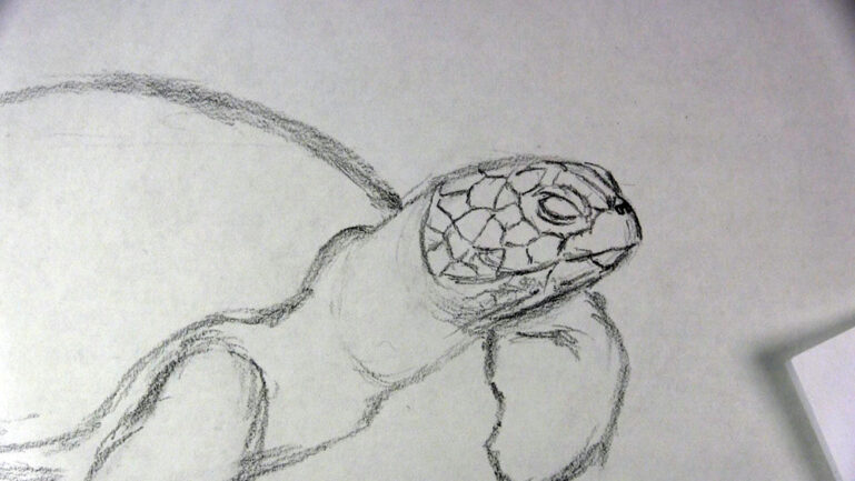 How to Draw a Sea Turtle Step by Step - Let's Draw Today