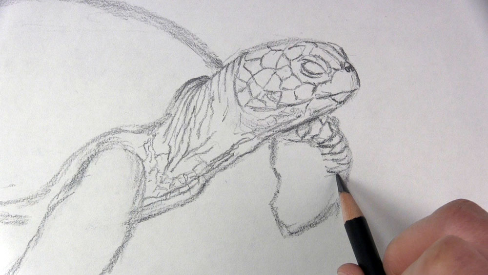 Black and white pencil drawing of a turtle