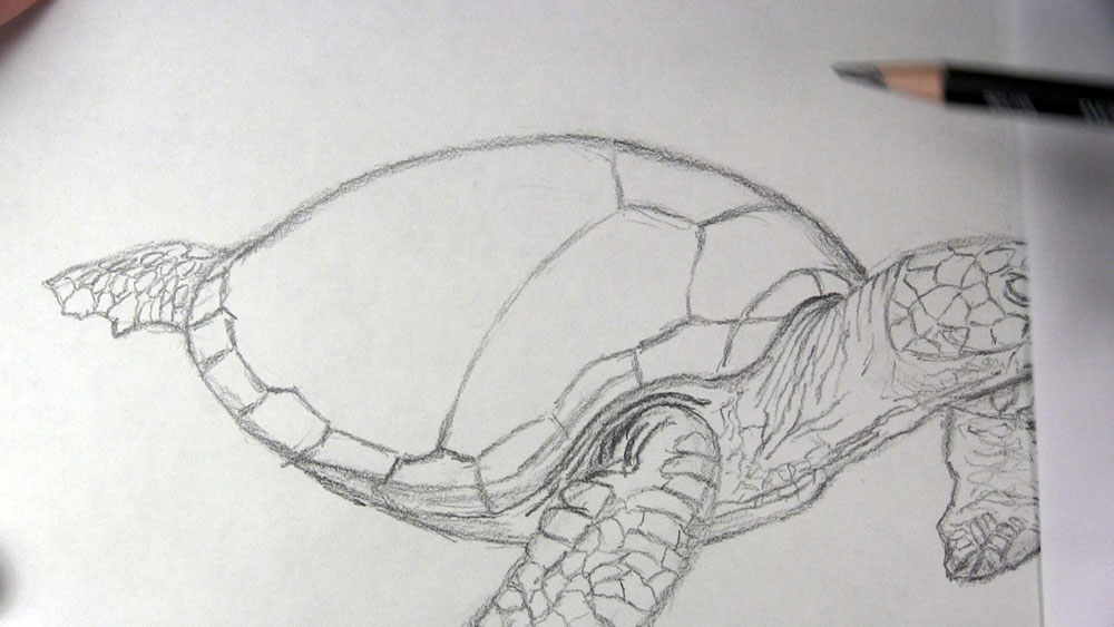 draw scutes on the shell