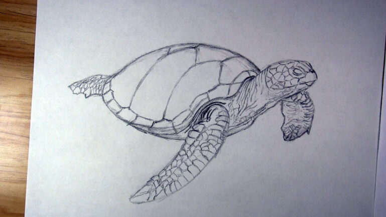 How to Draw a Sea Turtle Step by Step - Let's Draw Today