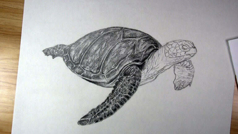 How to Draw a Sea Turtle Step by Step - Let's Draw Today