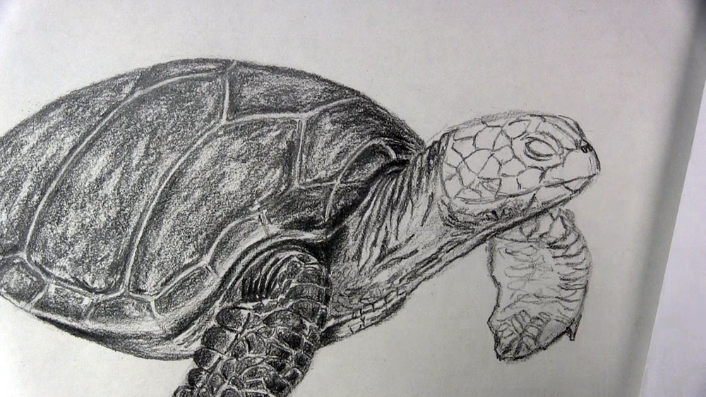 shade the sea turtle's neck