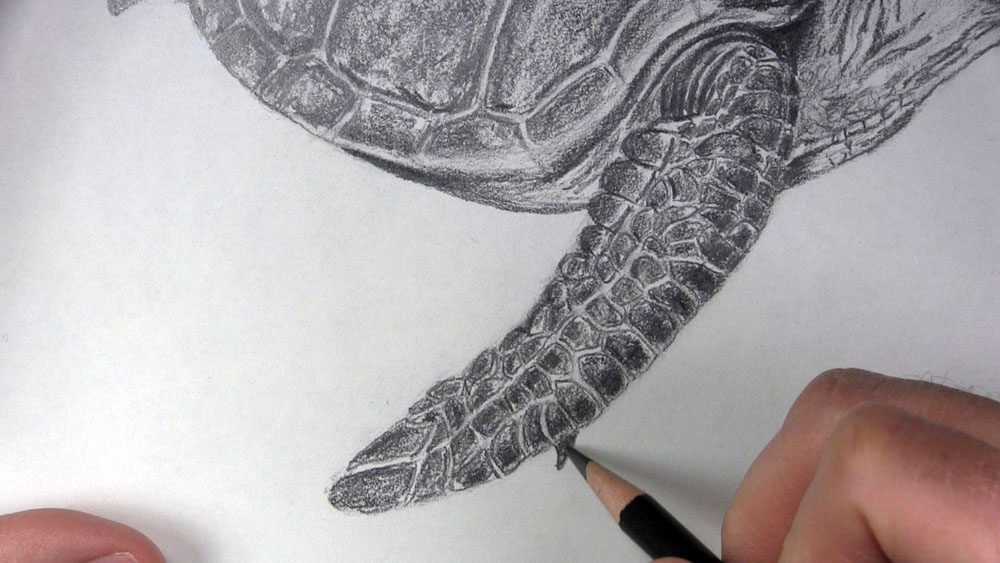 draw a claw on the front flipper of the sea turtle