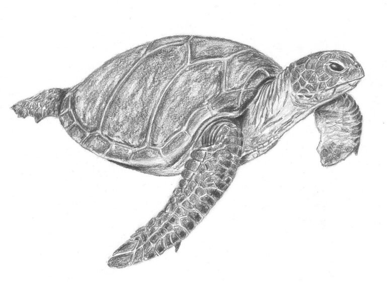 How to Draw a Sea Turtle Step by Step - Let's Draw Today