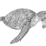 how to draw a sea turtle final drawing