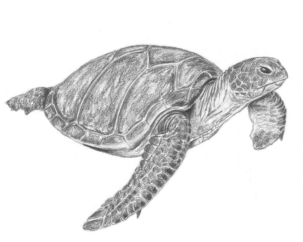 How to Draw a Sea Turtle Step by Step - Let's Draw Today