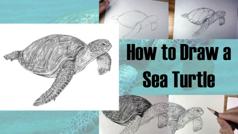 How to Draw a Sea Turtle Step by Step - Let's Draw Today