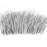 how to draw realistic grass featured image