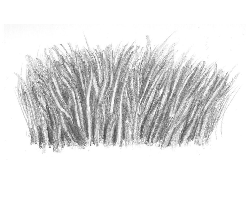 how to draw realistic grass featured image