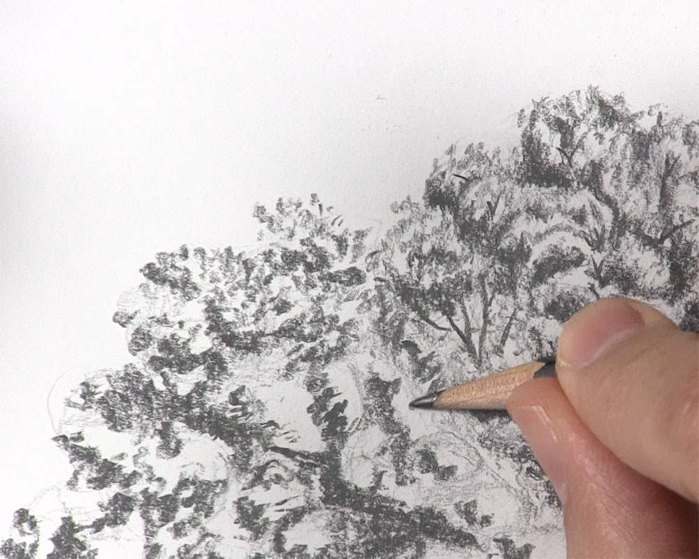 draw shading between leaves of tree
