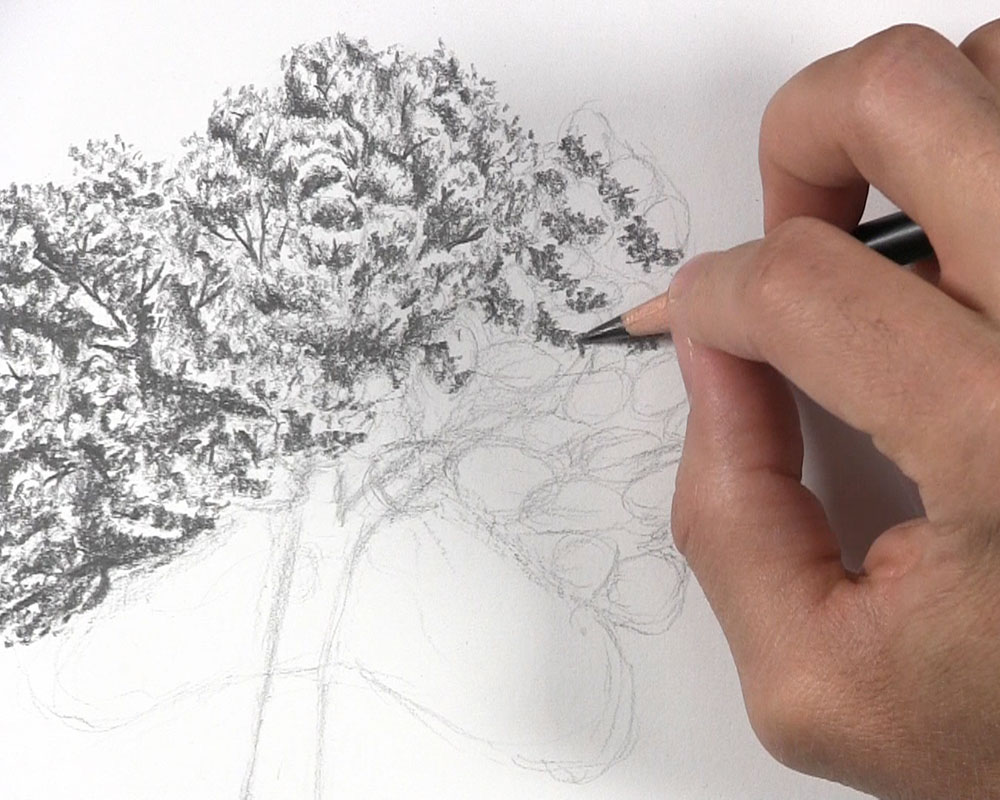 draw shading for clusters of tree leaves