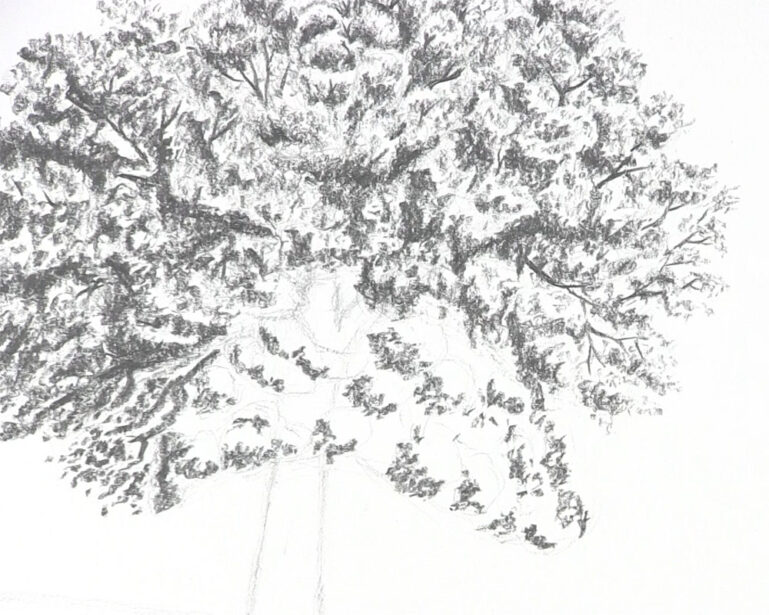 How to Draw a Tree with Leaves - Let's Draw Today