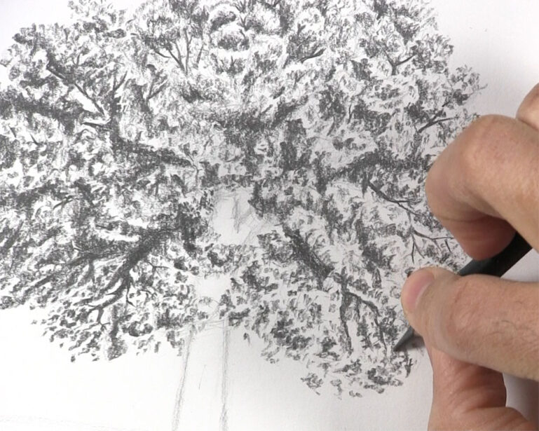 How to Draw a Tree with Leaves Let's Draw Today
