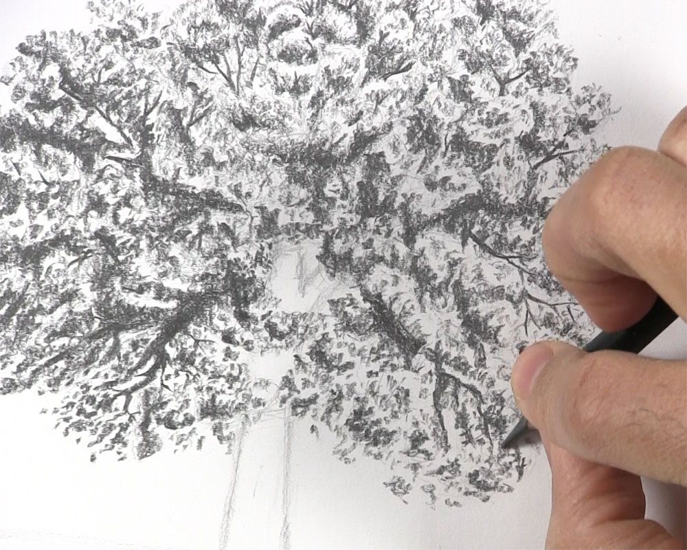 How to Draw a Tree with Leaves - Let's Draw Today