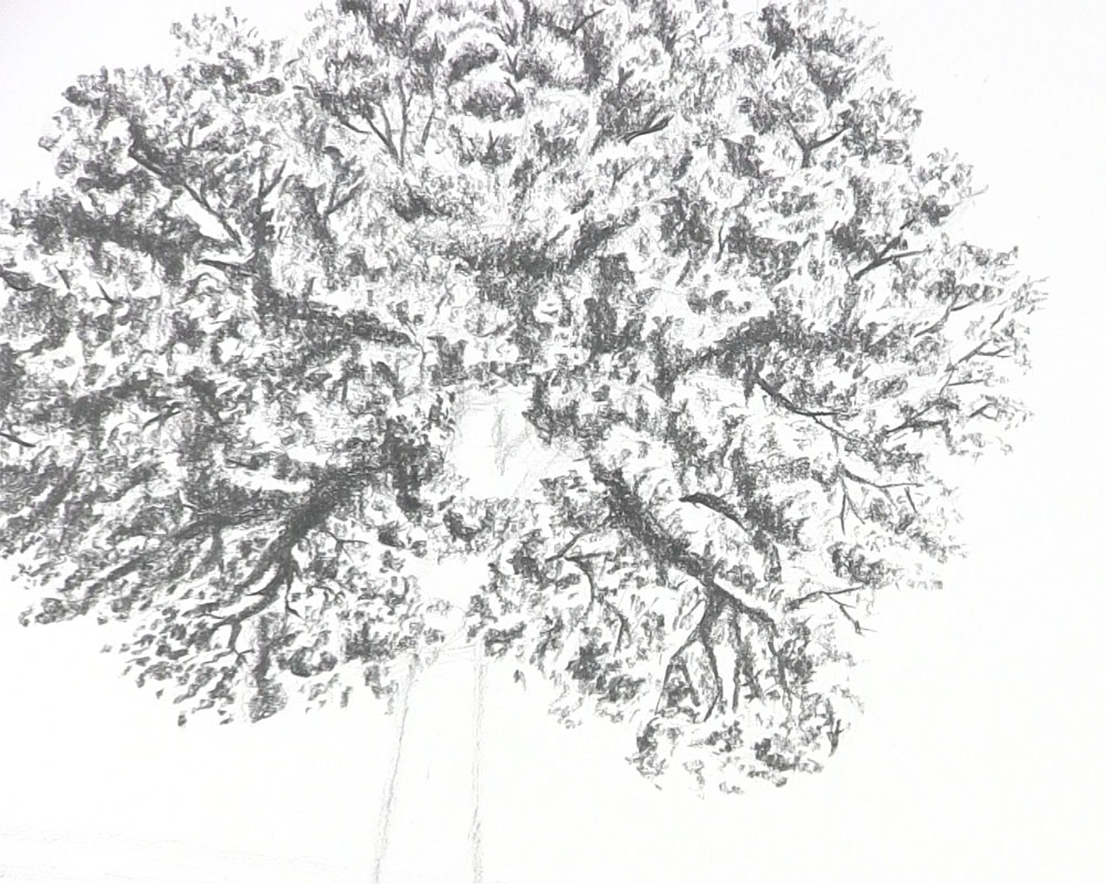 draw final leaves on tree