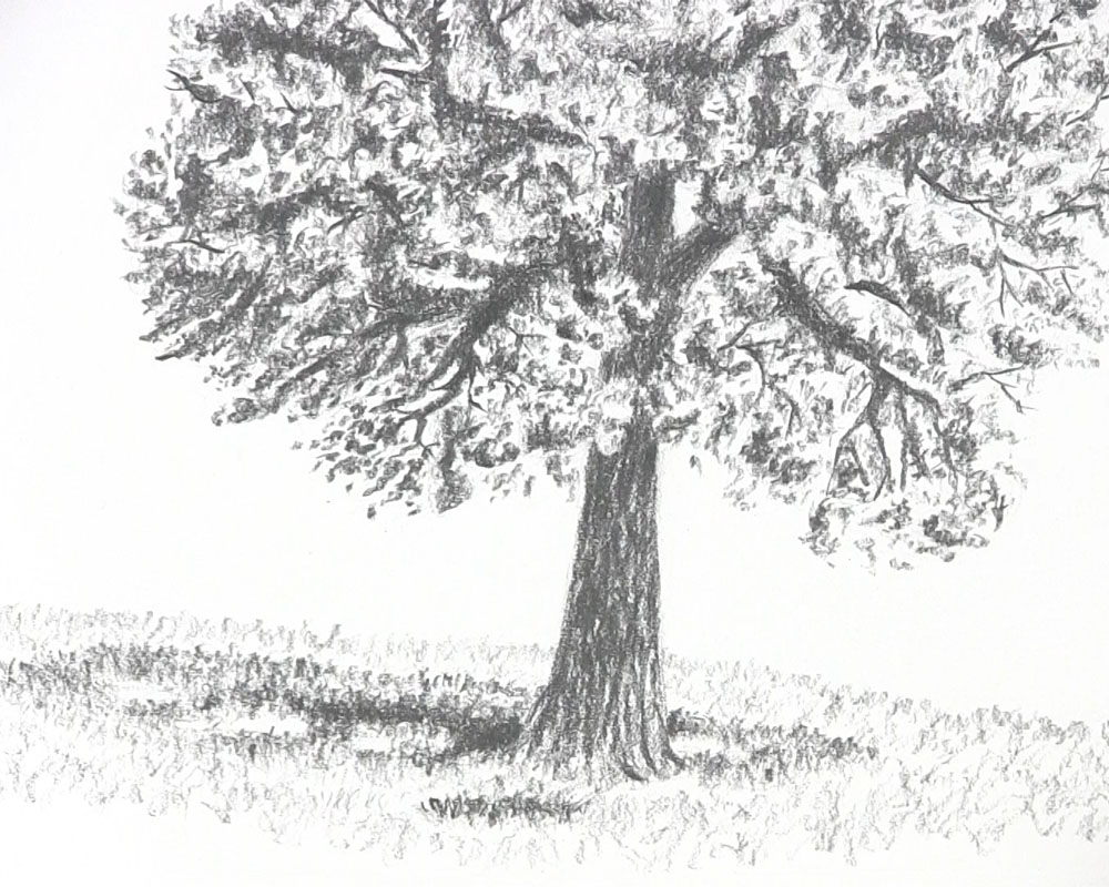 Tree Branch Drawing Snag, PNG, 980x992px, Tree, Antler, Art, Artwork, Black  And White Download Free