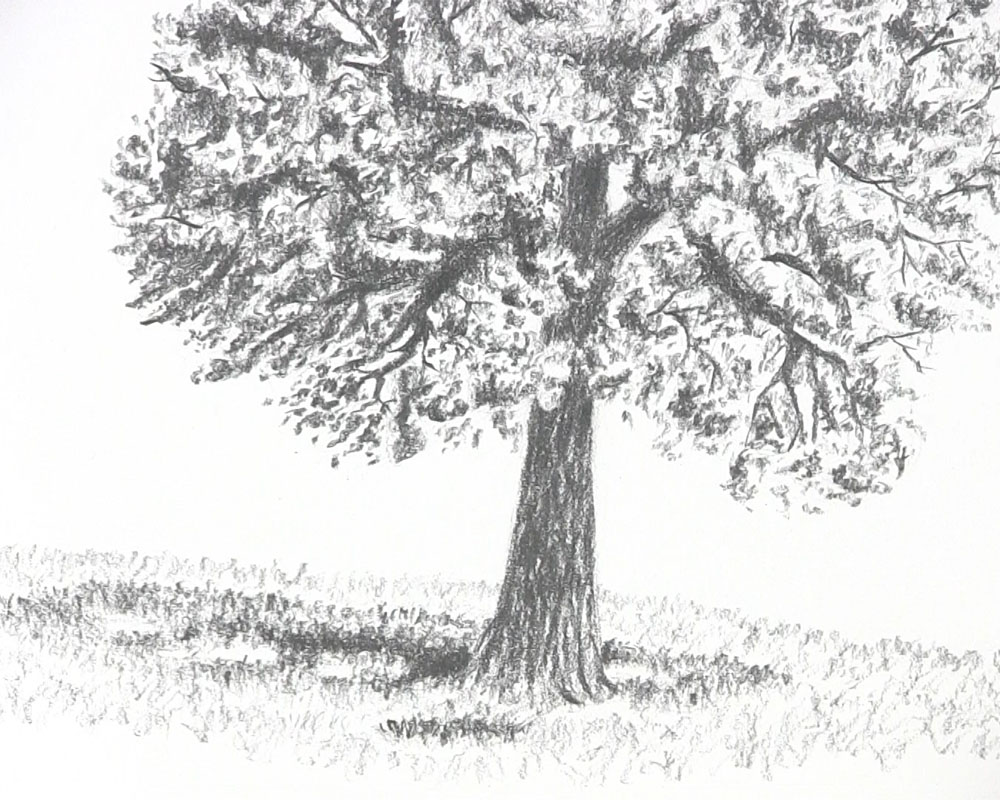 How to Draw Realistic Trees with Pen  Ink  Ran Art Blog