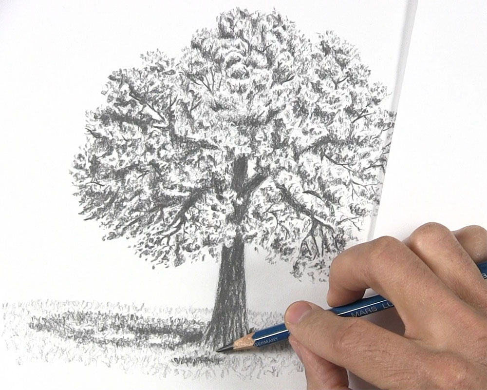 sketch darker tones for finishing touches of tree drawing