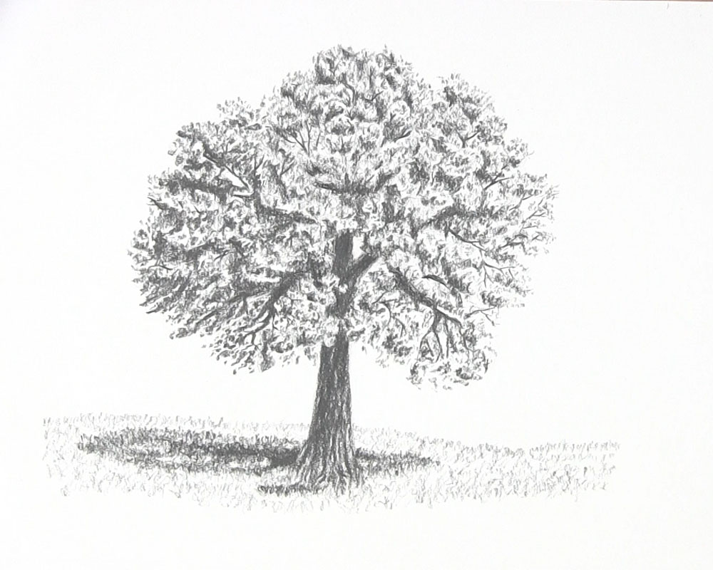 Tree drawing. I love seeing them with no leaves this time of year : r/ drawing