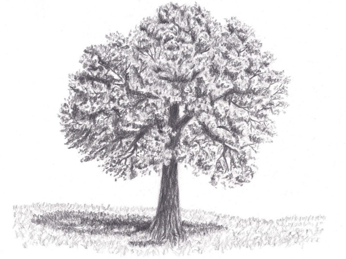 how to draw a tree with leaves featured image