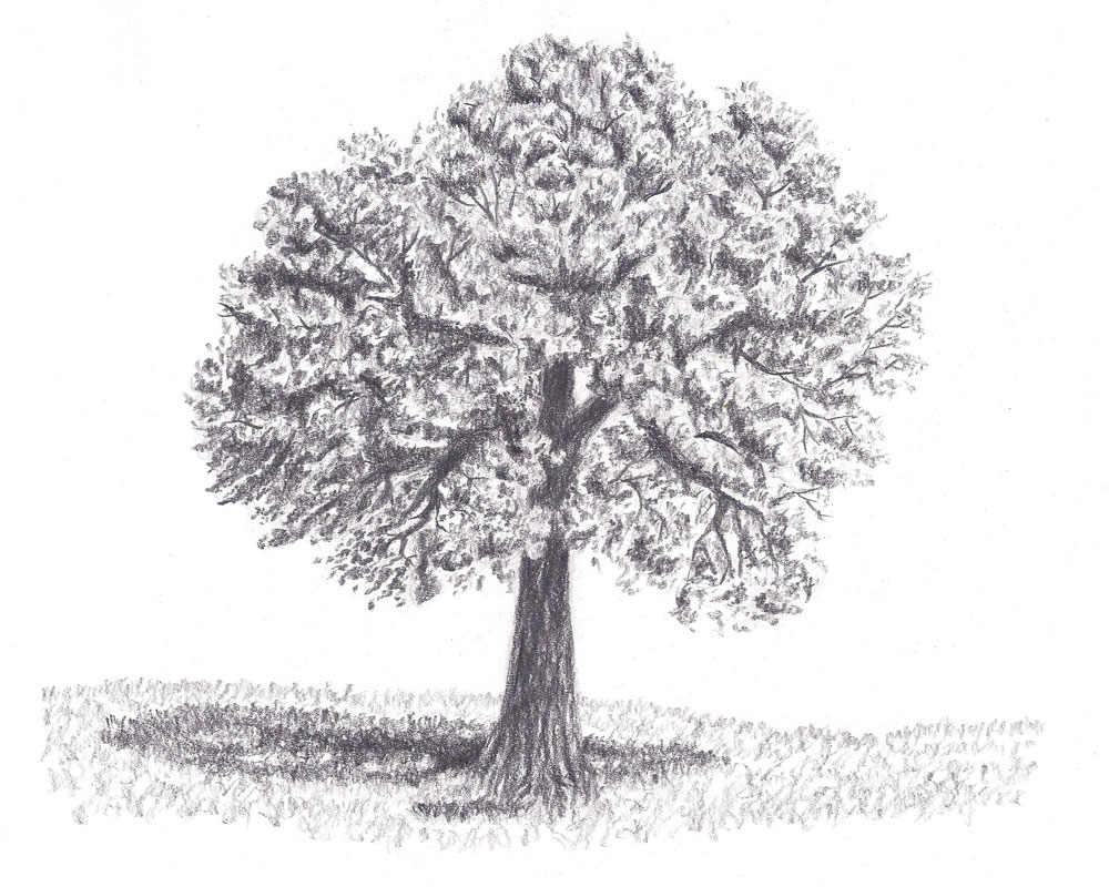 how to draw a tree with leaves featured image